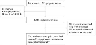 Associations between maternal urinary kisspeptin in late pregnancy and decreased fetal growth: a pregnancy-birth cohort study